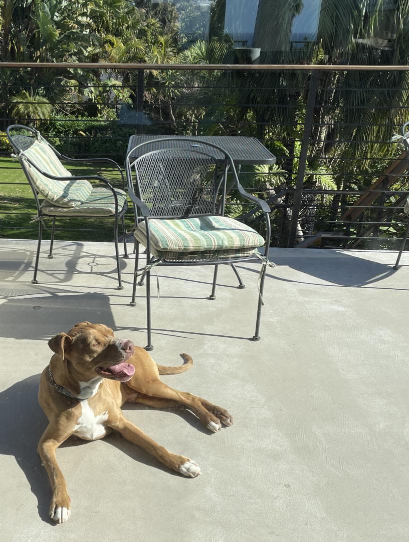 Well-trained Pitbull