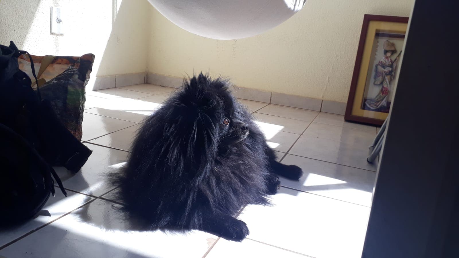 Well-trained Pomeranian