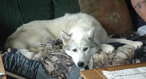 Pomsky personality and temperament