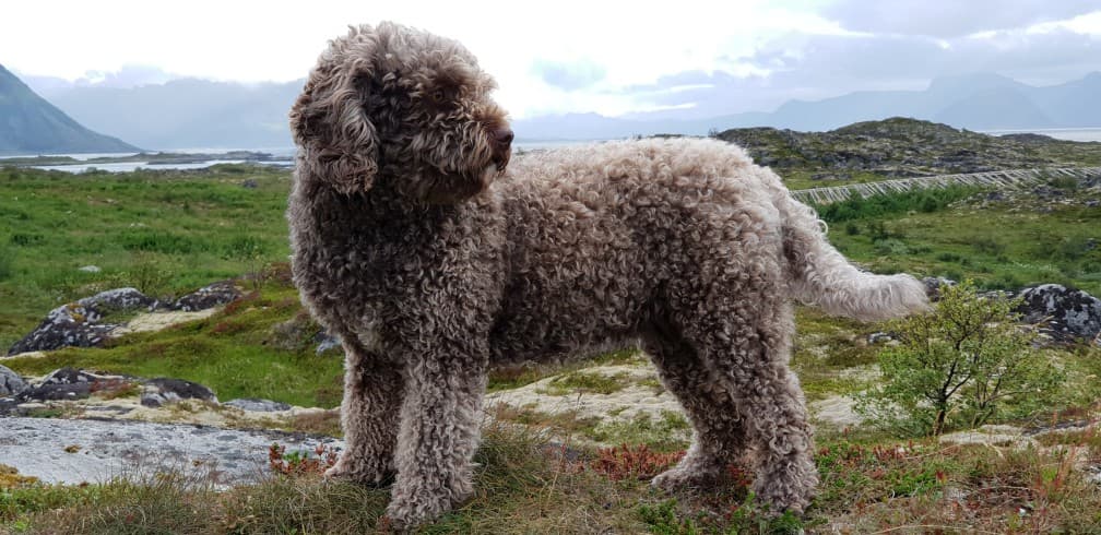 Portuguese Water Dog personality and temperament