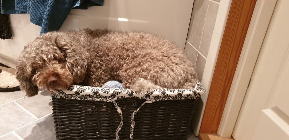 Well-trained Portuguese Water Dog