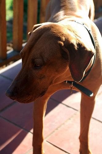 Rhodesian Ridgeback personality and temperament