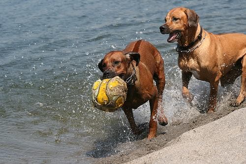 Well-trained Rhodesian Ridgeback