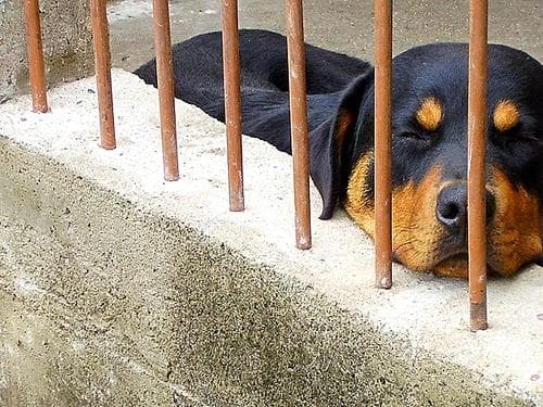 Rottweiler personality and temperament