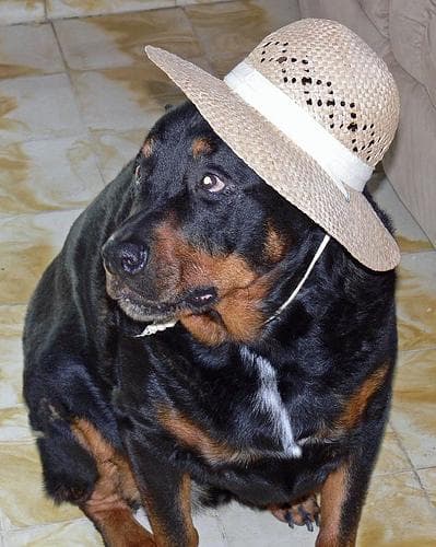 Well-trained Rottweiler