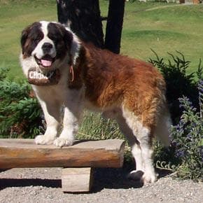 Saint Bernard