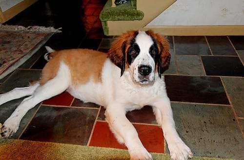 Saint Bernard personality and temperament
