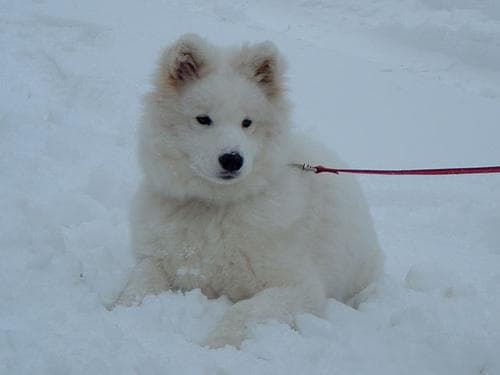 Samoyed personality and temperament