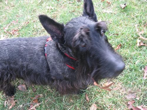 Scottish Terrier