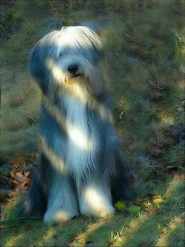 Sheepadoodle
