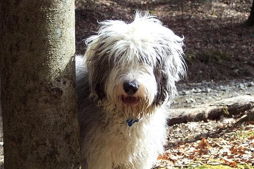 Sheepadoodle personality and temperament