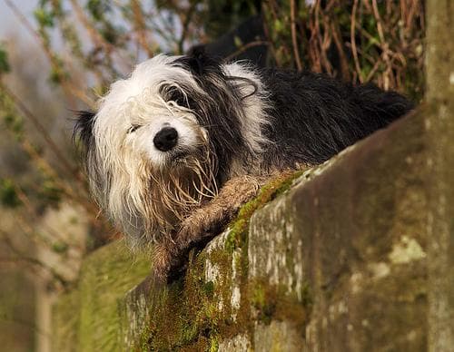Well-trained Sheepadoodle