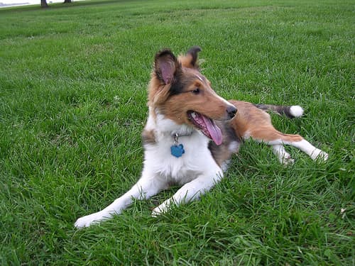 Shetland Sheepdog personality and temperament
