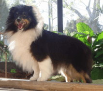 Well-trained Shetland Sheepdog