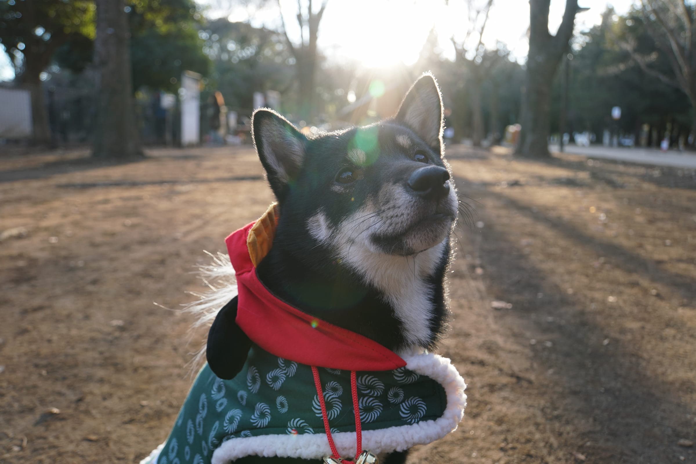 Shiba Inu
