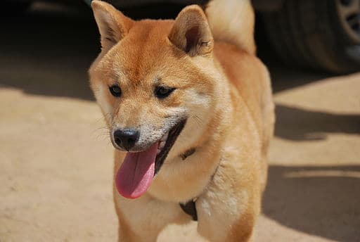 Shiba Inu personality and temperament