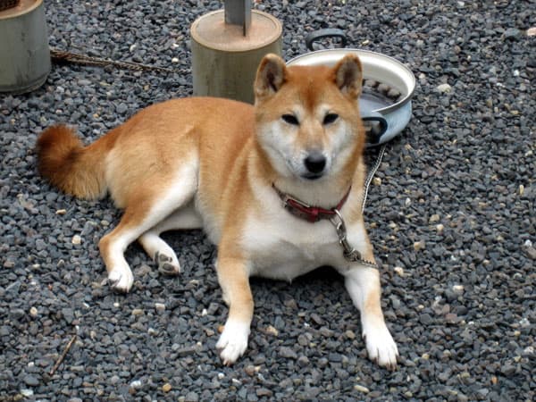 Well-trained Shiba Inu