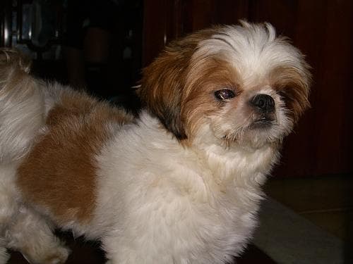 Shih Tzu