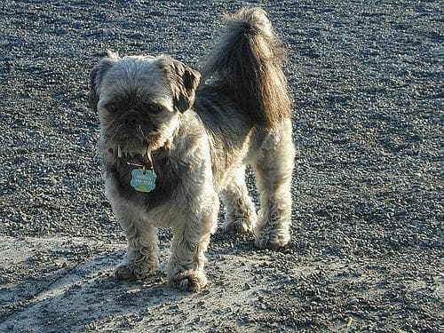 Shih Tzu personality and temperament