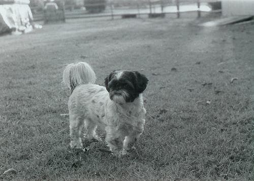 Well-trained Shih Tzu