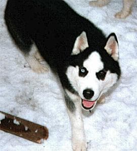 Siberian Husky