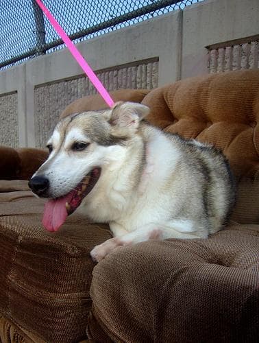 Well-trained Siberian Husky
