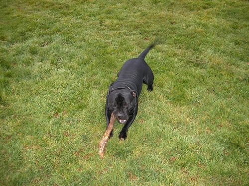 Staffordshire Bull Terrier personality and temperament