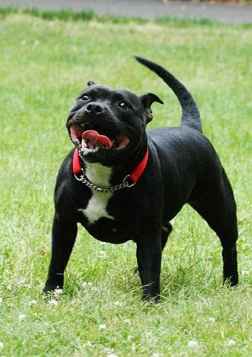 Well-trained Staffordshire Bull Terrier