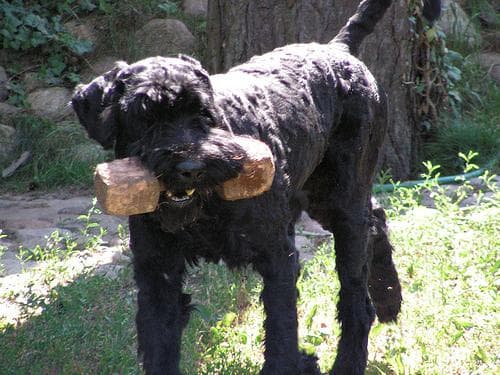 Standard Schnauzer