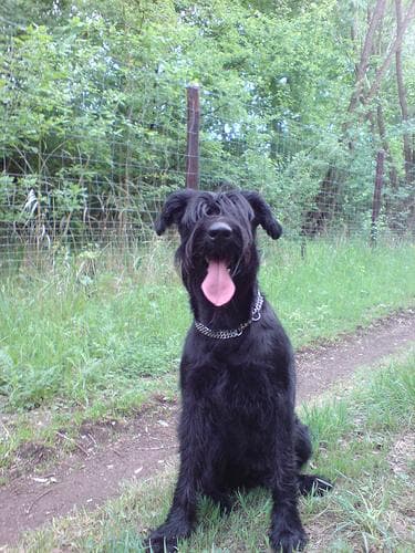 Standard Schnauzer personality and temperament