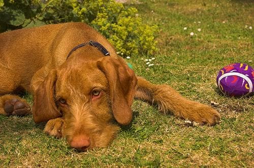 Vizsla personality and temperament
