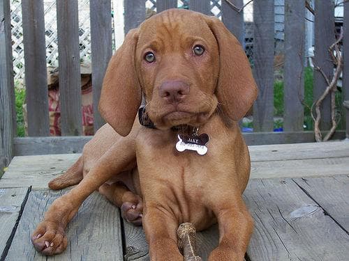 Well-trained Vizsla