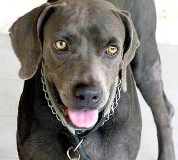 Weimaraner