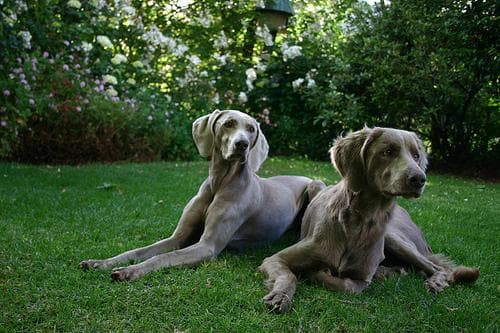 Well-trained Weimaraner