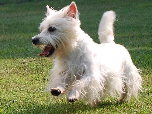 West Highland White Terrier
