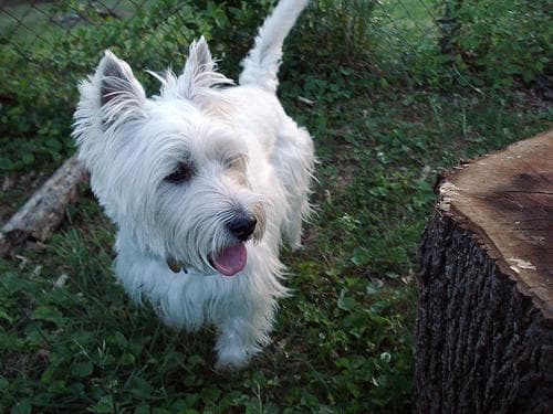 West Highland White Terrier personality and temperament