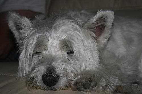 Well-trained West Highland White Terrier