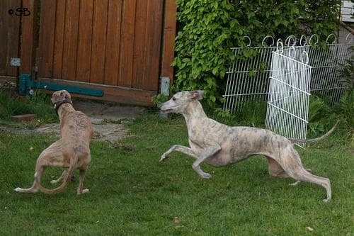 Whippet