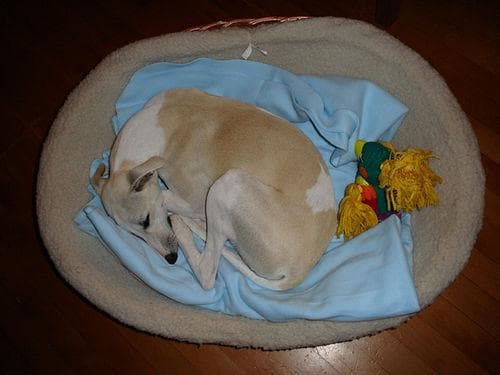 Well-trained Whippet