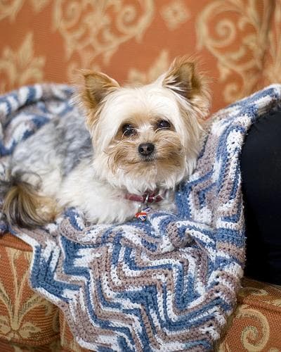 Well-trained Yorkshire Terrier